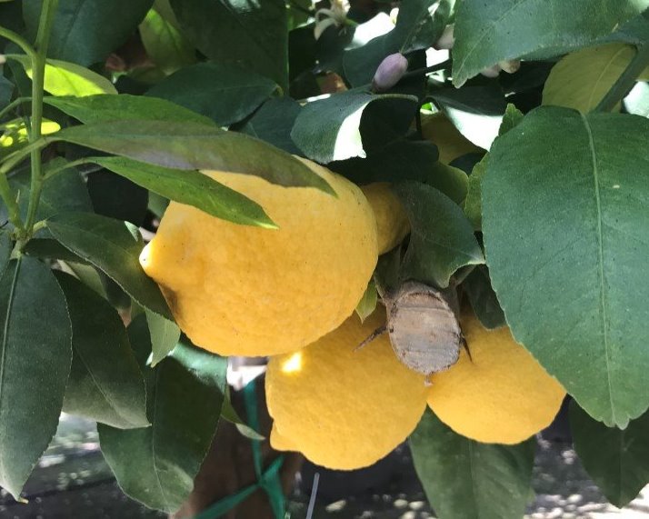 Citroenboom - Citrus limon